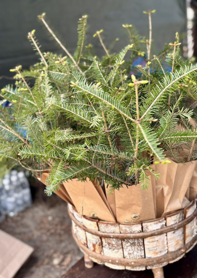 Akcja Sadzenia Lasu z Nadleśnictwem Radom