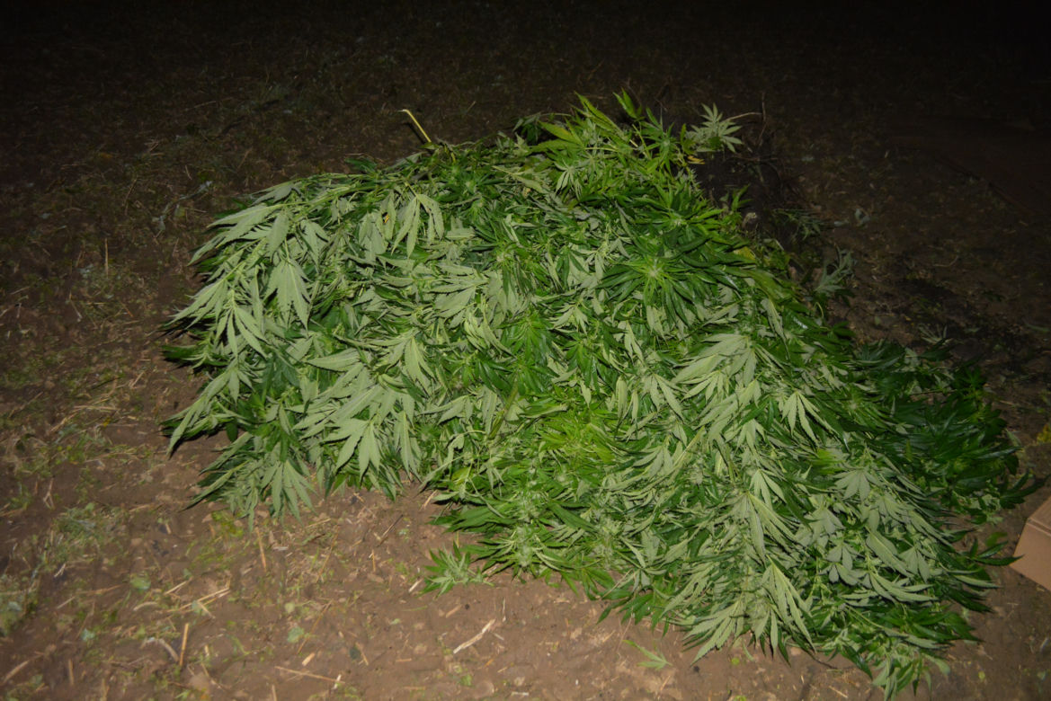 Plantacja konopi
