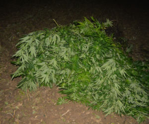Plantacja konopi
