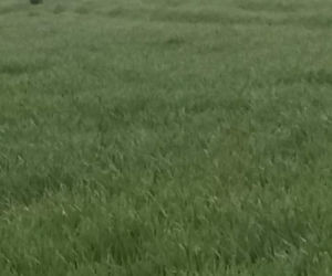 Żubr WĘDRUJE po Podkarpaciu. Od pierwszych dni życia miał ciągoty turystyczne [ZDJĘCIA]