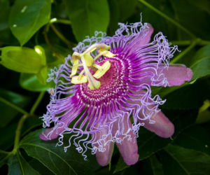 Passiflora