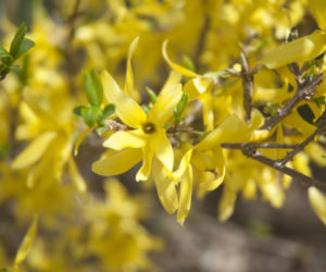 forsycja