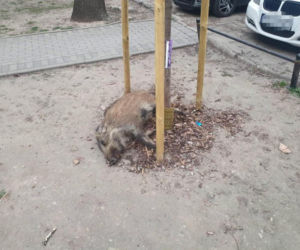 Na Bemowie uśmiercono stado dzików. W sieci burza. Ratusz tłumaczy: „Innego wyjścia nie było”