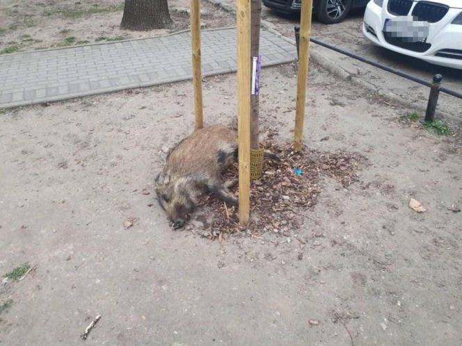 Na Bemowie uśmiercono stado dzików. W sieci burza. Ratusz tłumaczy: „Innego wyjścia nie było”