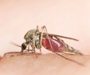 Naturalne sposoby na komary. Sprawdzone domowe sposoby na uciążliwe komary