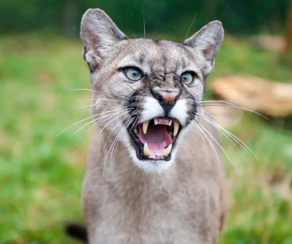 Koniec strachu? Potwierdzają, że puma w końcu schwytana