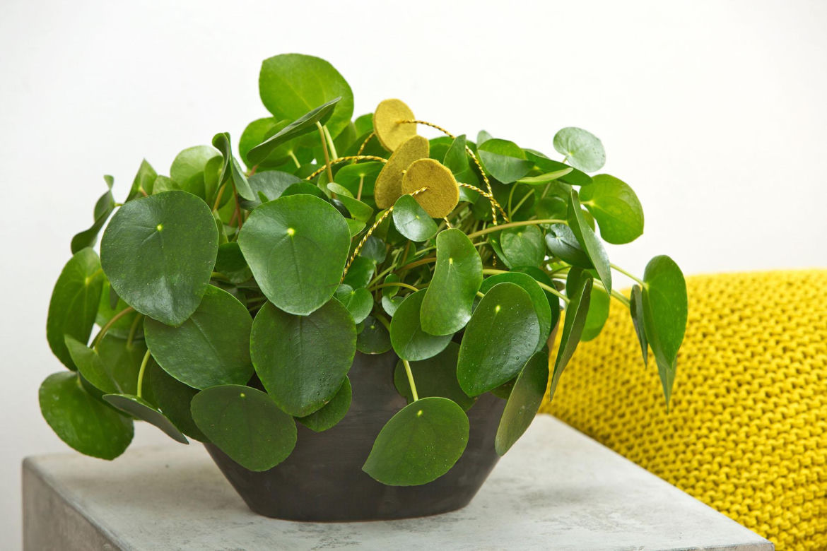 Pilea peperomioides, czyli kwiat pieniążek