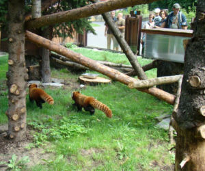 Zoo w Chorzowie: pandy czerwone