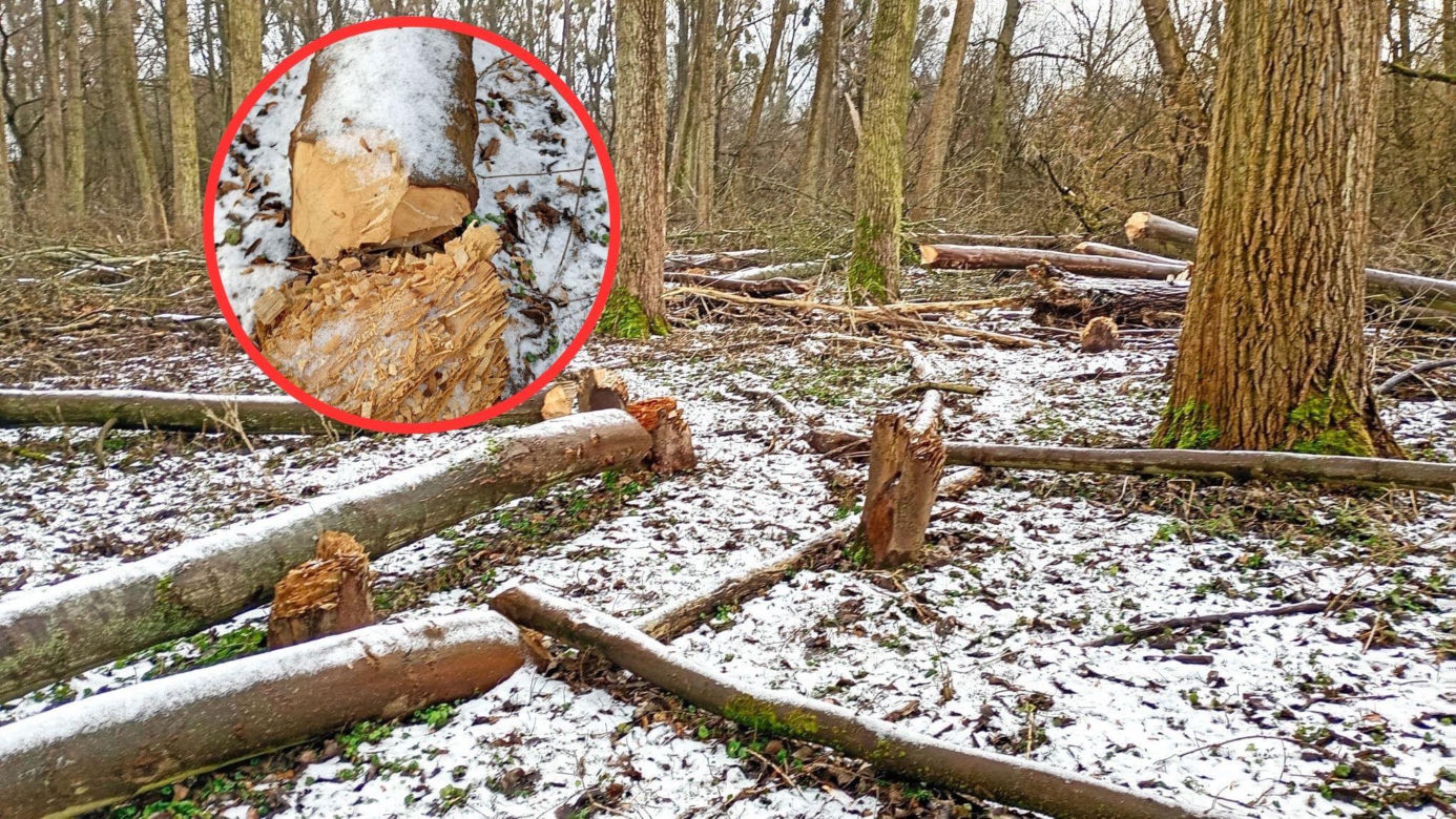 Nielegalna wycinka kilkuset drzew w obszarze Natura 2000