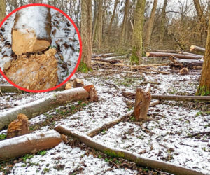 Skandal na Kępie Bazarowej. Robota szaleńca?