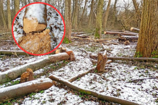 Skandal na obszarze Natura 2000. Nowe informacje