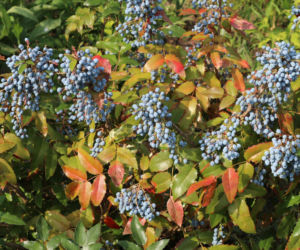 Mahonia pospolita
