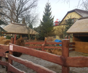 Wielbłądy we Wspólnocie Betlejem w Jaworznie 