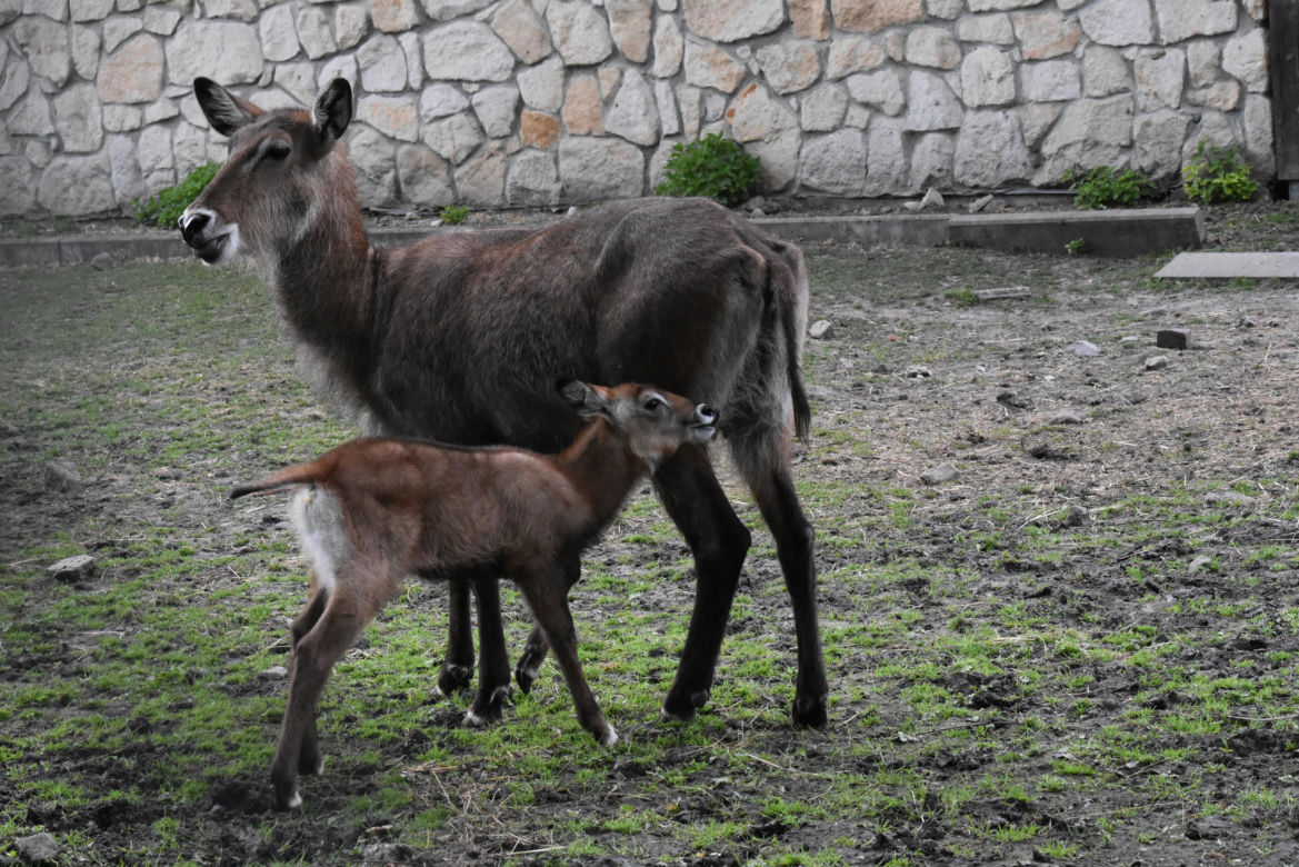 Nowe zwierzęta w zamojskim zoo: kob sing sing