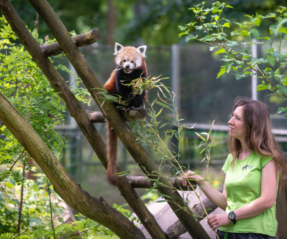 Panda Ruda