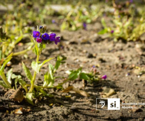 Nowe nasadzenia na Pl. Orła Białego