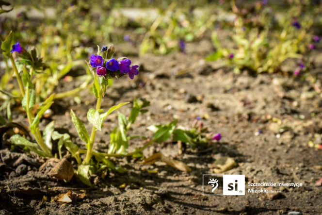 Nowe nasadzenia na Pl. Orła Białego