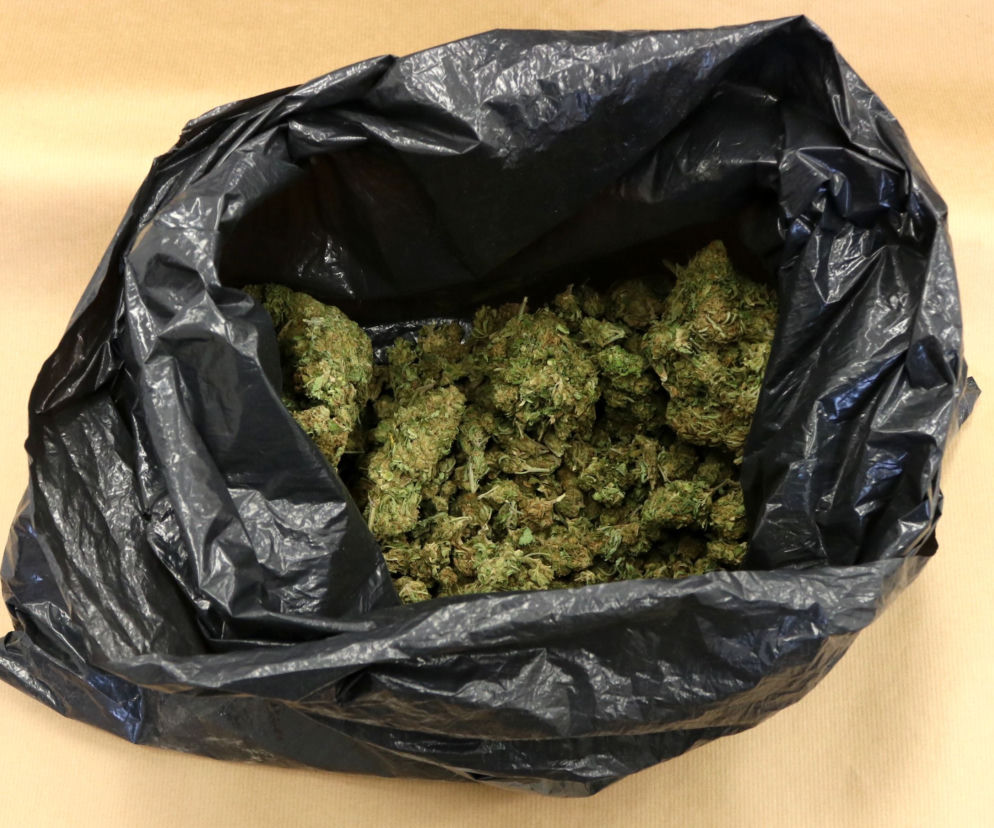 Policjanci ujawnili ponad pół kilograma marihuany