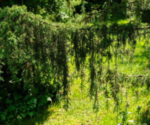 Jałowiec pospolity 'Horstmann'