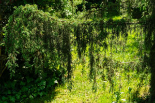 Jałowiec pospolity 'Horstmann'