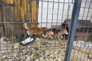 Przygarnięte z dobrego serca. Zwierzęta żyły w skrajnie złych warunkach