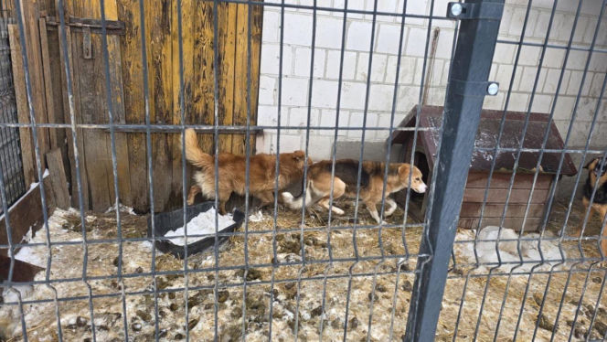 Skrajne zaniedbanie w gminie Zambrów. Odebrano 11 psów
