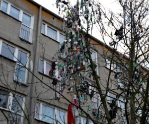 Szczecin: Drzewo śmietnik
