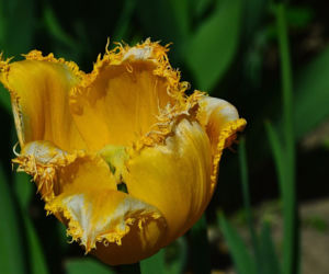 Tulipany strzępiaste
