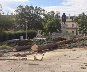 Protest mieszkańców nie pomógł. Świerki i modrzewie na Placu Drzewnym w Tarnowie zostały wycięte