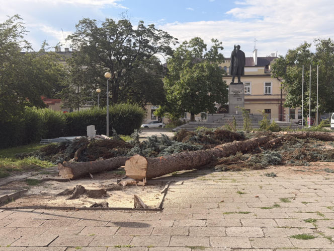 Protest mieszkańców nie pomógł. Świerki i modrzewie na Placu Drzewnym w Tarnowie zostały wycięte