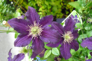 Powojnik wielkokwiatowy 'Rasputin' - Clematis 'Rasputin'