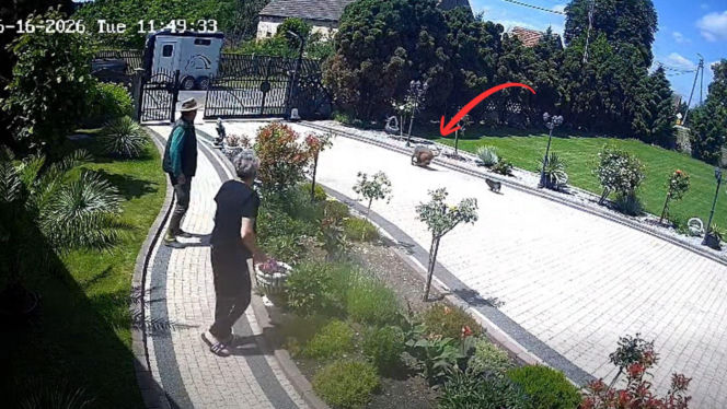 Dramatyczne nagranie niesie się po sieci. Agresywny pies porwał chihuahuę!