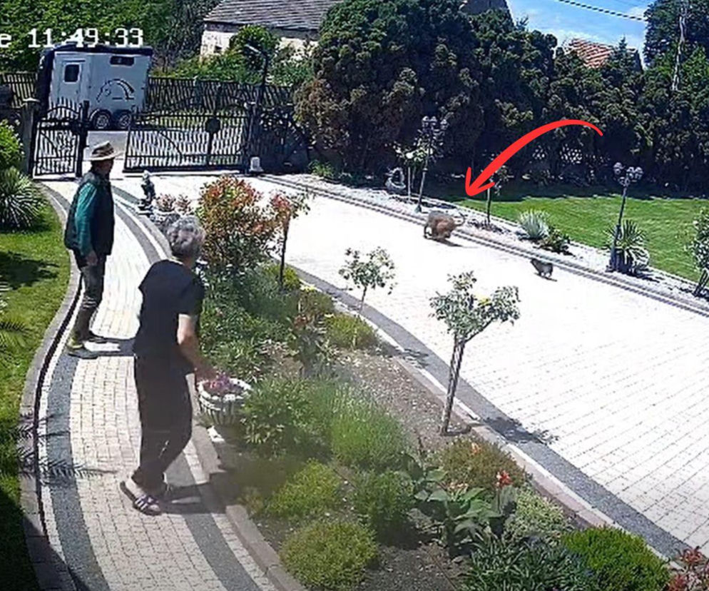 Dramatyczne nagranie niesie się po sieci. Agresywny pies porwał chihuahuę!