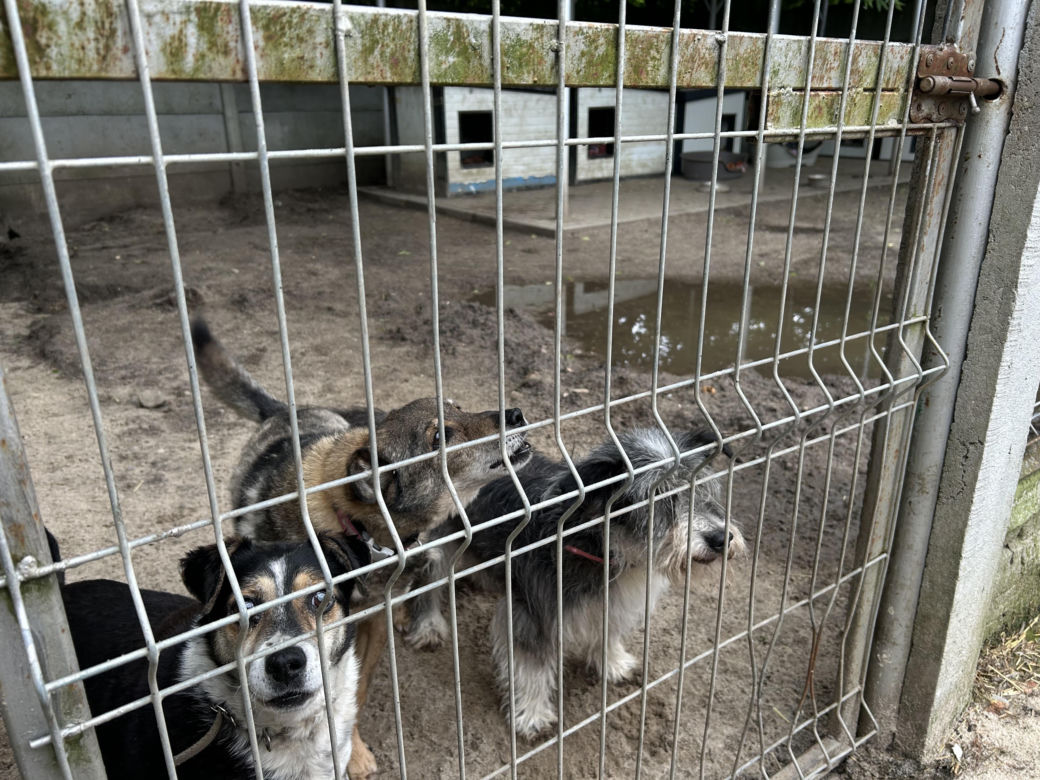 Konińskie schronisko dla zwierząt w ciężkiej sytuacji po ostatnich ulewach