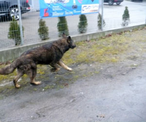 Zastęp strażaków na ratunek suni