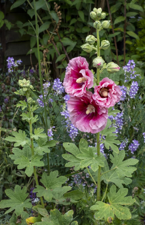 Malwa różowa (Alcea rosea)