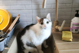 To właśnie oni zalali mieszkanie w Świdniku