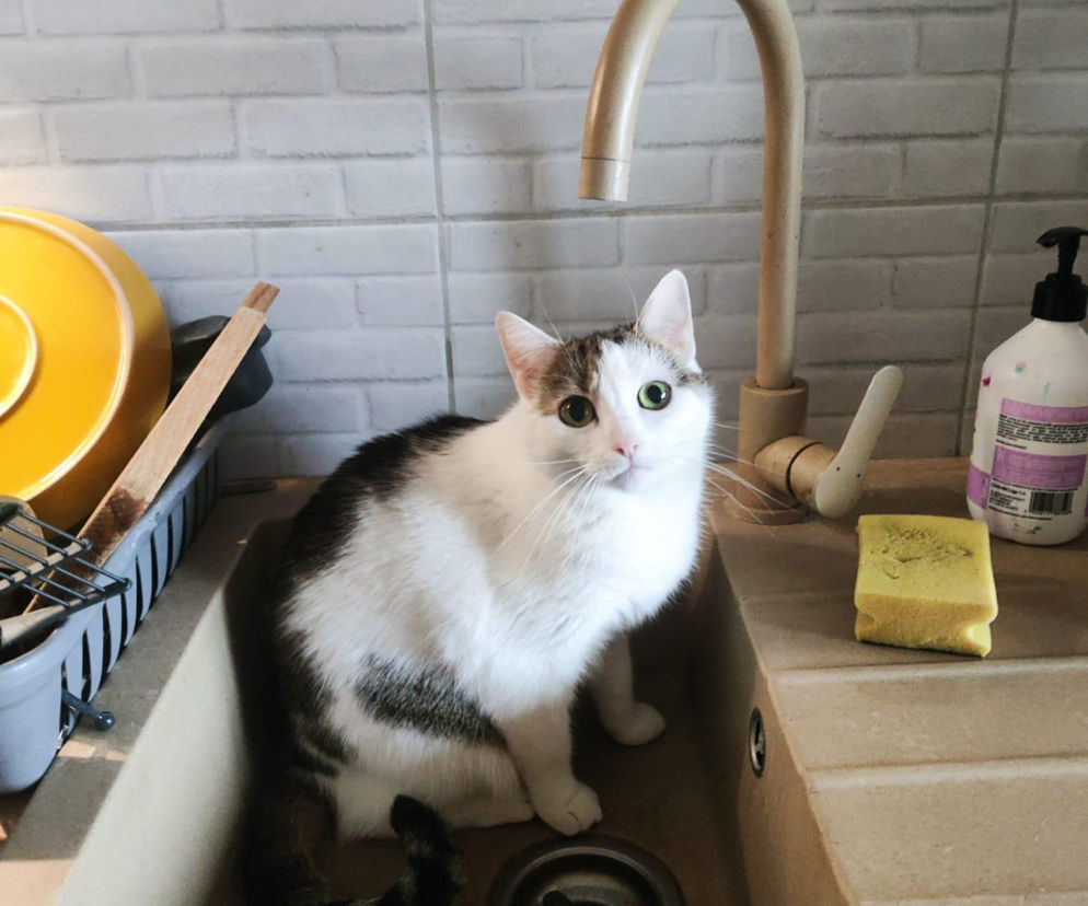 Jadwiga winna powodzi? Koty zalały mieszkanie w Świdniku