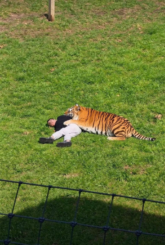 Tygrys zabił turystę w zoo! Takie były ostatnie słowa ofiary