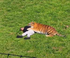 Tygrys zabił turystę w zoo! Takie były ostatnie słowa ofiary