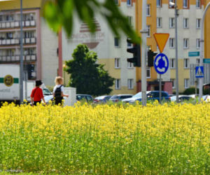 Białystok. Pierwsze łąki już kwitną. W 2020 roku pojawiły się w nowych miejscach