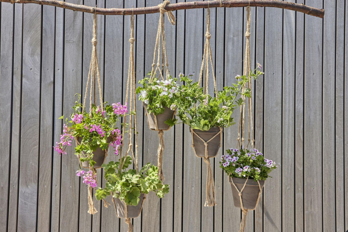 Wiszące pelargonie