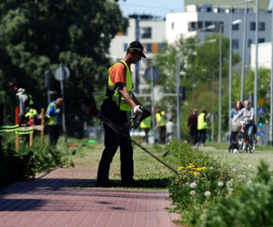 Warszawa wraca do koszenia trawników. Wielka akcja w Warszawie