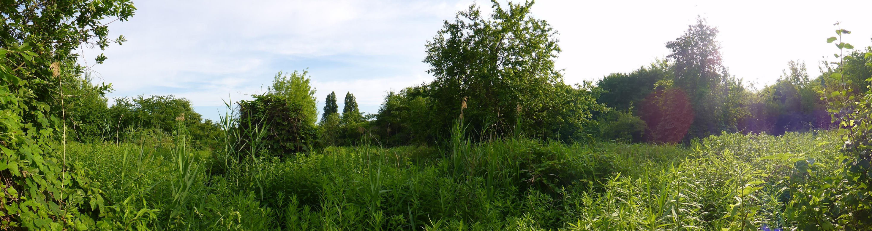 Społecznicy walczą o nowy park w Poznaniu