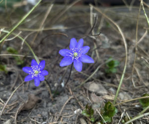 Nie wolno zrywać wiosennych kwiatów w lesie