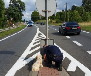 Przywiązał psa łańcuchem do znaku na trasie Kraków-Olkusz