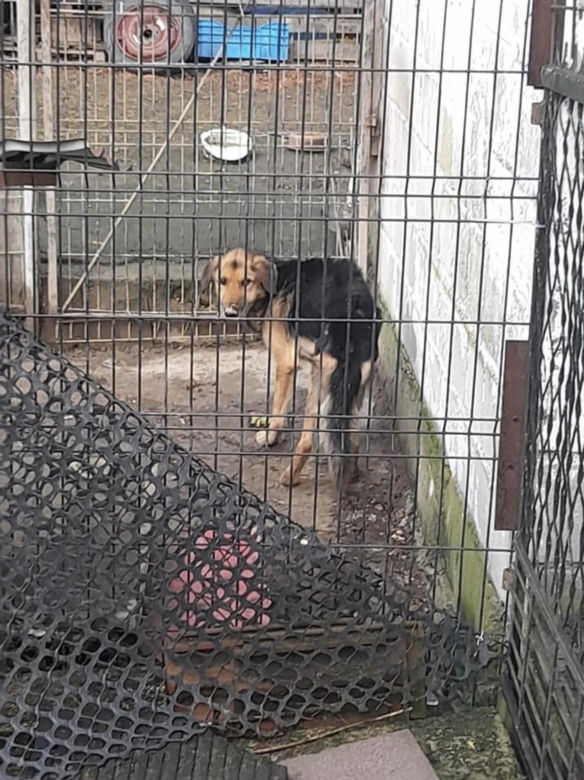 Strażak bestialsko znęcał się nad psem. „Nie był w stanie ustać na nogach” [ZDJĘCIA]