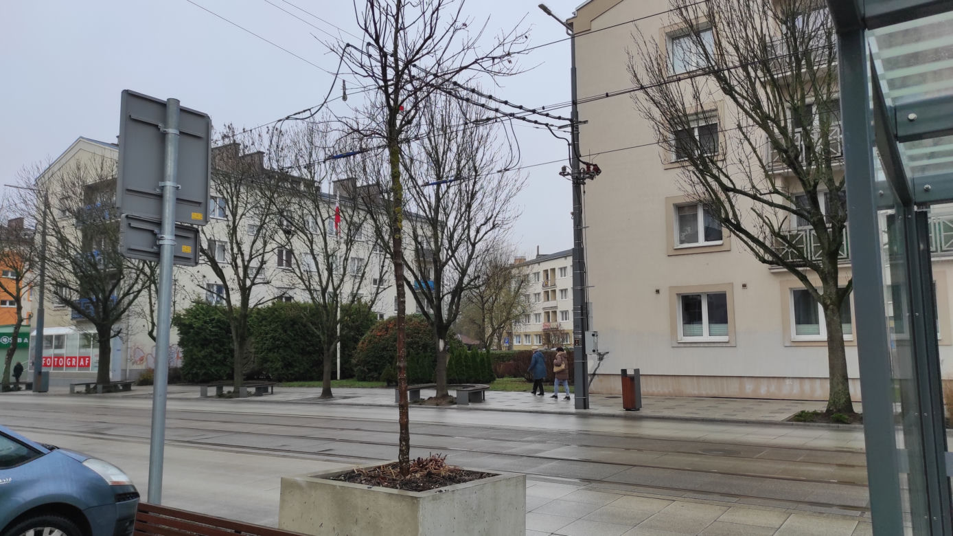 Przesadzanie drzew z betonowych donic