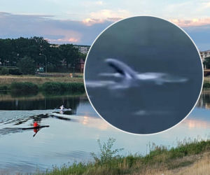 Taki widok na Odrze to rzadkość. Foka dopłynęła aż na Dolny Śląsk