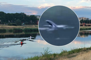 Taki widok na Odrze to rzadkość. Foka dopłynęła aż na Dolny Śląsk